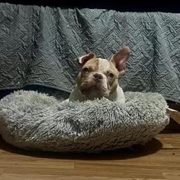 American Bully for Adoption in Houston, tx