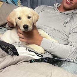 Labrador Retriever Puppies Ready for Their Forever Home in Athens, oh