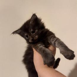 Gorgeous Maine Coon Kitten - Health Tested Parents in Concord, nc