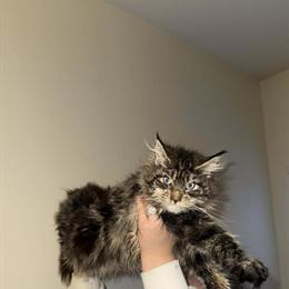 Gorgeous Maine Coon Kitten - Health Tested Parents in Concord, nc