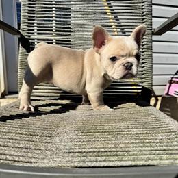 AKC French Bulldog Puppies Ready for Homes in Dallas, ga