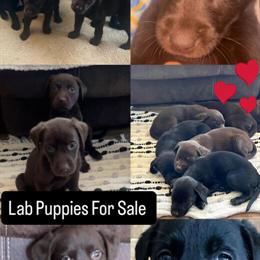 Labrador Retriever Puppies Available for Adoption in Athens, oh