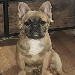 Fluffy French Bulldog Available for Adoption in Detroit, mi