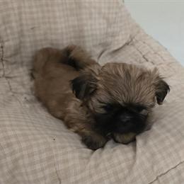 Shih Tzu Puppy Girl Available in Parma, mi