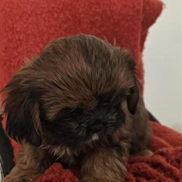 Cavalier puppy boy available in Parma, mi
