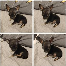 Chihuahua Puppy for Sale in Tolleson, az