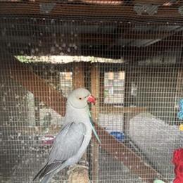 Indian Ringneck Parrots Available in Various Colors in Woodland, ca