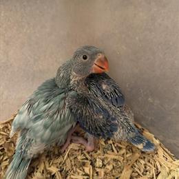 Indian Ringneck Baby for Sale in Woodland, ca