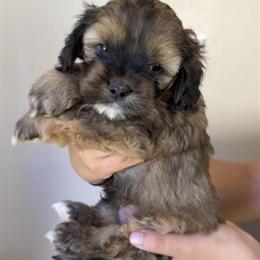 Male Cockapoo Puppy Available for Pickup on April 7th in Banning, ca