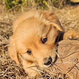 Golden Retriever Puppies Available for Adoption in Fort Lauderdale, fl