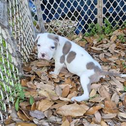 Female American Bulldog Pup Available in Enterprise, al