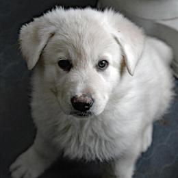 German Shepherd Puppy - Pure White Male Ready March 18th in Rogers City, MI in Rogers City, mi