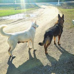 German Shepherd Puppies Available in Rogers City, MI in Rogers City, mi