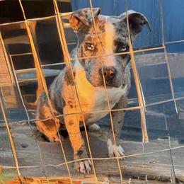 American Bully Female for Sale in Montgomery, al