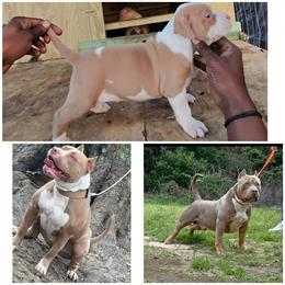 American Bully for Adoption in Montgomery, al