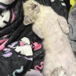 Siamese kitten ready for a loving home in Dearborn Heights, mi
