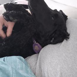 10 Month Old Female Standard Poodle, AKC and UKC Registered in Killeen, tx