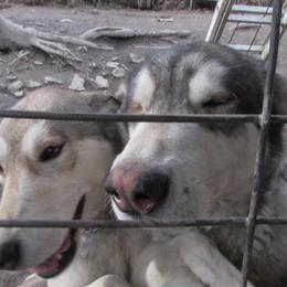 Wolf Hybrids Available for Deposit in Charleston, wv