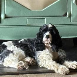 Cocker Spaniel Puppies Available in Livingston, mt