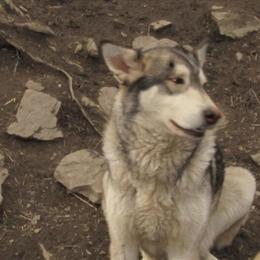 Wolf Hybrids for Sale - Taking Deposits for 2027 Breeding in Charleston, wv