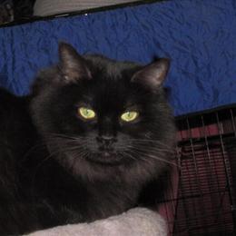 Ragdoll Kittens Available - Sweet and Beautiful Therapy Cats in Charleston, wv