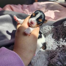 Teacup Yorkshire Terrier Puppy Available in Ocala, fl