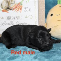 AKC German Shepherd Black Males Available for Reservation in Ann Arbor, mi