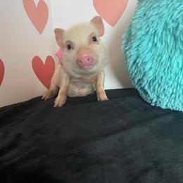 Tiny Micro Mini Piglets for Adoption in Hillsborough, nj