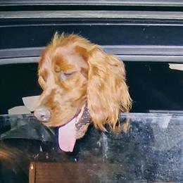 Irish Setter Available in Lexington, ky