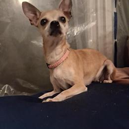 Chihuahua - 5 Year Old Female, House Trained in Lexington, ky
