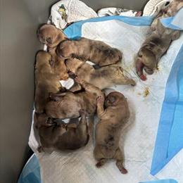 Bull Puppies Available for Deposit in Baltimore, md