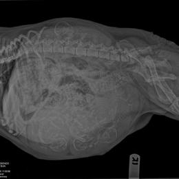 Bulldog Puppies from Hogtidellc in Baltimore, md