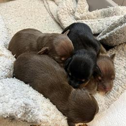Miniature Pinscher Puppies Available in Grand Rapids, mi