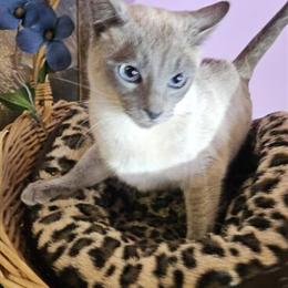 Siamese Kittens: Seal and Blue Point Available Soon in Appleton, wi