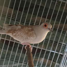 Red Diamond Dove Pair for Breeding in Chicago, il
