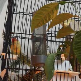 Gouldian Finches and Other Finch Pairs for Sale in Schenectady, ny