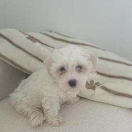 Maltese Puppies Ready for Loving Homes in Ocala, fl