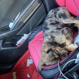 Australian Shepherd Mix - 3 Months Old in New York, ny