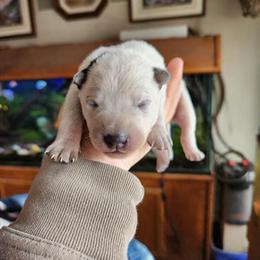 Australian Cattle Dog Puppies Available in Monroe, mi