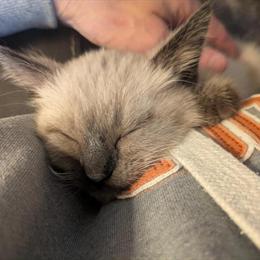 Siamese Kitten Ready for Adoption in Clearwater, mn