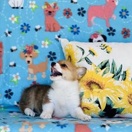 Pembroke Corgi Puppies for Adoption in Peru, il