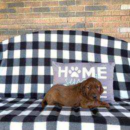 AKC Irish Setter Puppies Available - 3 Girls and 2 Boys in Peru, il