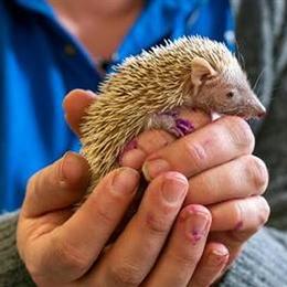 Lesser Tenrec Babies Available in Peru, il