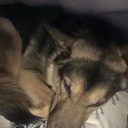 Female German Shepherd Needs a New Home ASAP in Sunbury, oh