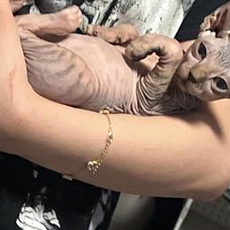 Sphynx Kittens Available - Purebred, 1 Left in Boston, ma
