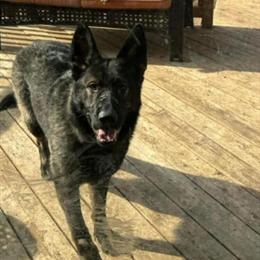 Female German Shepherd Available for Rehoming in Minneapolis, mn
