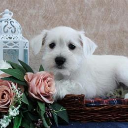 Miniature Schnauzer Puppies Ready for New Homes in New Castle, IN in New Castle, in