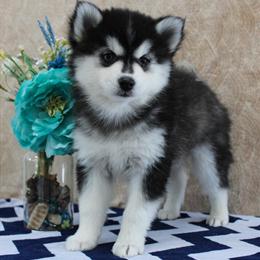 Pomsky Puppy for Sale in New Castle, Indiana in New Castle, in