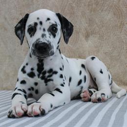 Dalmatian Puppies Ready for Loving Homes in New Castle, Indiana in New Castle, in