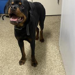 Male 10-Month-Old Rottweiler Available in Cleveland, oh